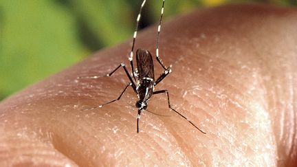 Les autorités sanitaires craignent une épidémie de dengue pendant les Jeux Olympiques en raison d'une possible prolifération du moustique-tigre. (CDC / BSIP)